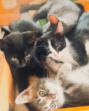 Котята в добрые рука Макеевка