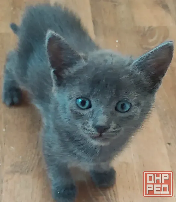 Котята в добрые рука Макеевка - изображение 4