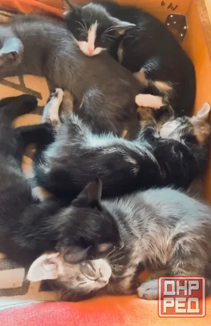 Котята в добрые рука Макеевка - изображение 6