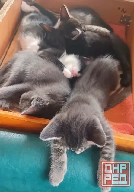 Котята в добрые рука Макеевка - изображение 5