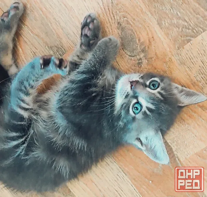 Котята в добрые рука Макеевка - изображение 8