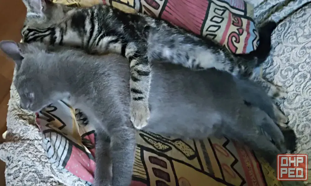 Котята в добрые руки Макеевка - изображение 8