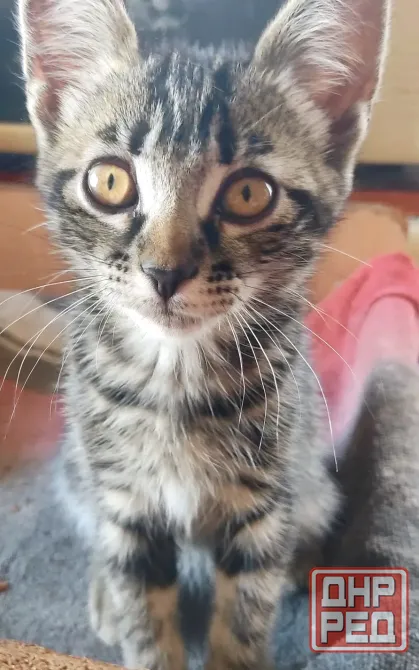 Котята в добрые руки Макеевка - изображение 1