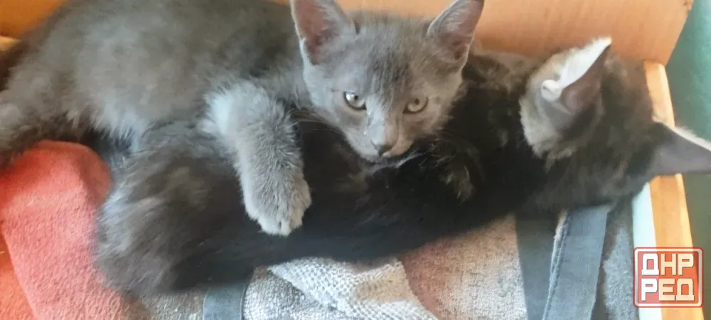 Котята в добрые руки Макеевка - изображение 5