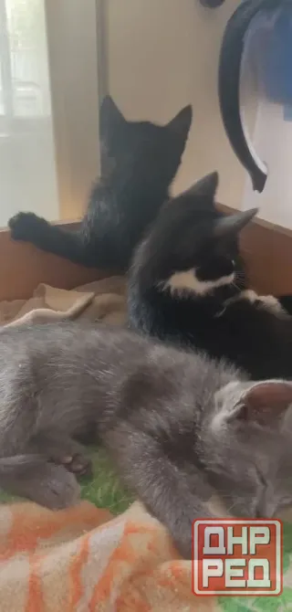 Котята в добрые рука Макеевка - изображение 3