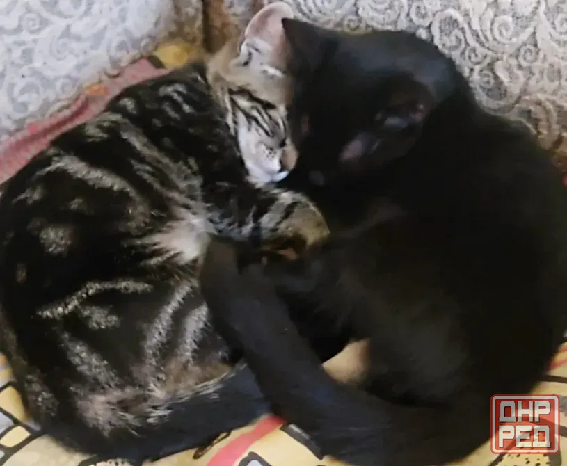 Котята в добрые руки Макеевка - изображение 1