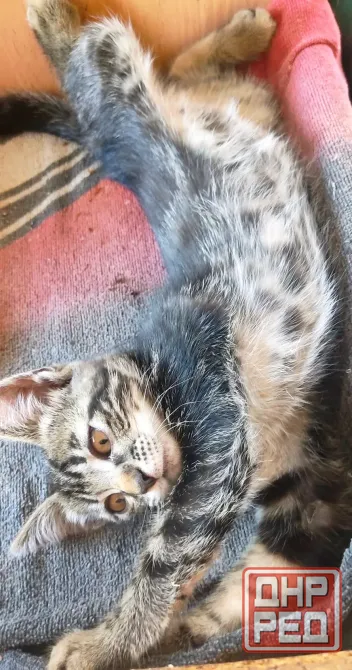 Котята в добрые руки Макеевка - изображение 4