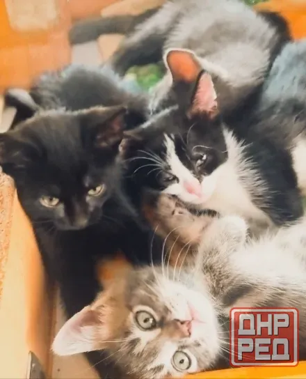 Котята в добрые рука Макеевка - изображение 1