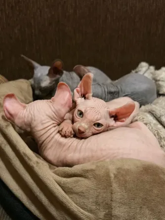 Котята канадского сфинкса эльф Донецк