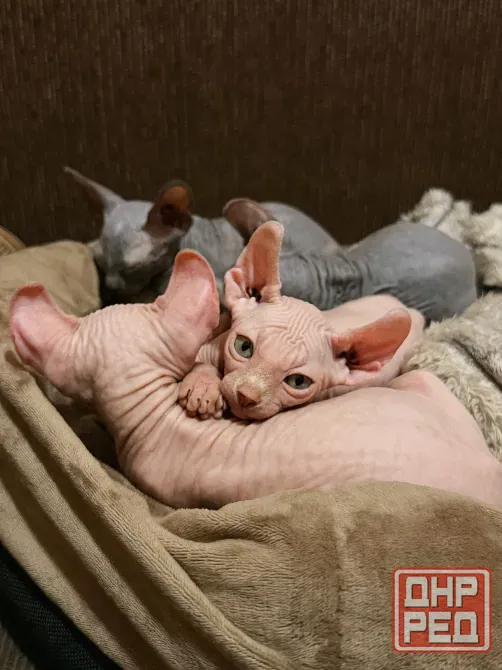 Котята канадского сфинкса эльф Донецк - изображение 2