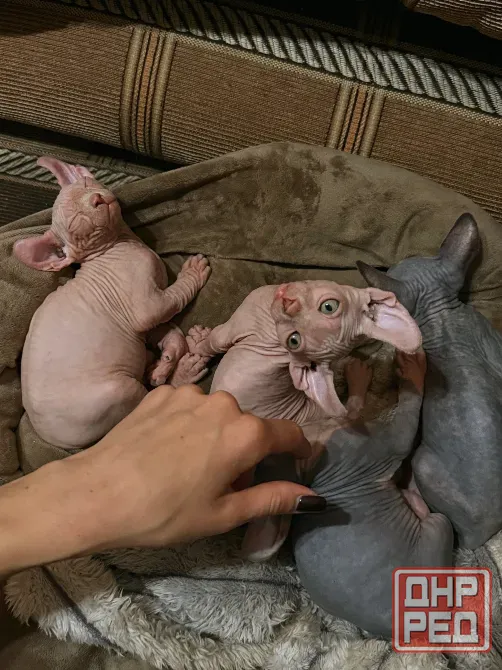 Котята канадского сфинкса эльф Донецк - изображение 3