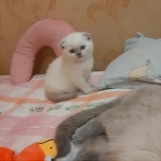 Шотландские котики Донецк