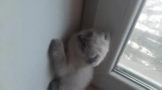 Шотландские котики Донецк