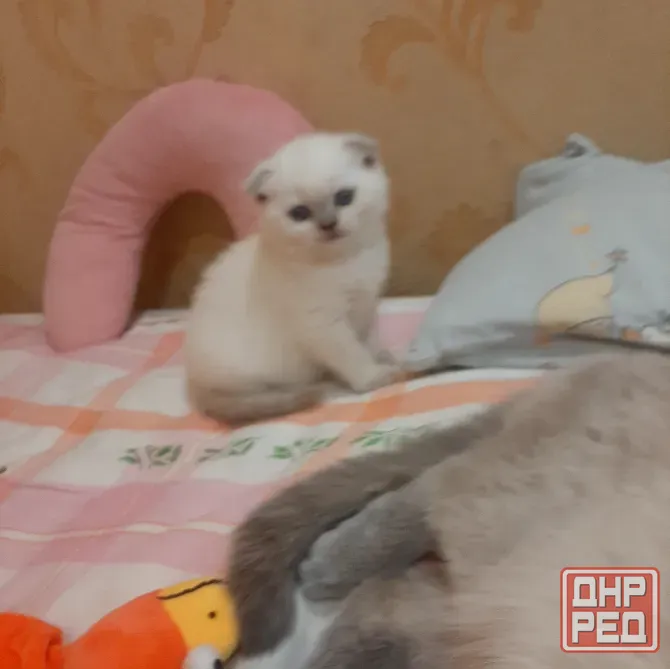 Шотландские котики Донецк - изображение 3
