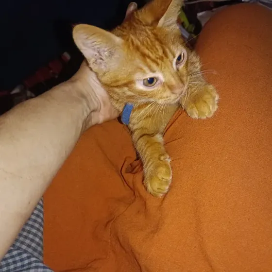 Рыжие котята Донецк