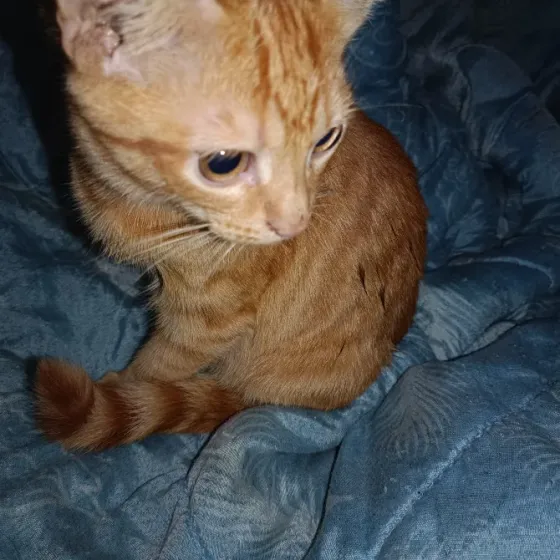 Рыжие котята Донецк