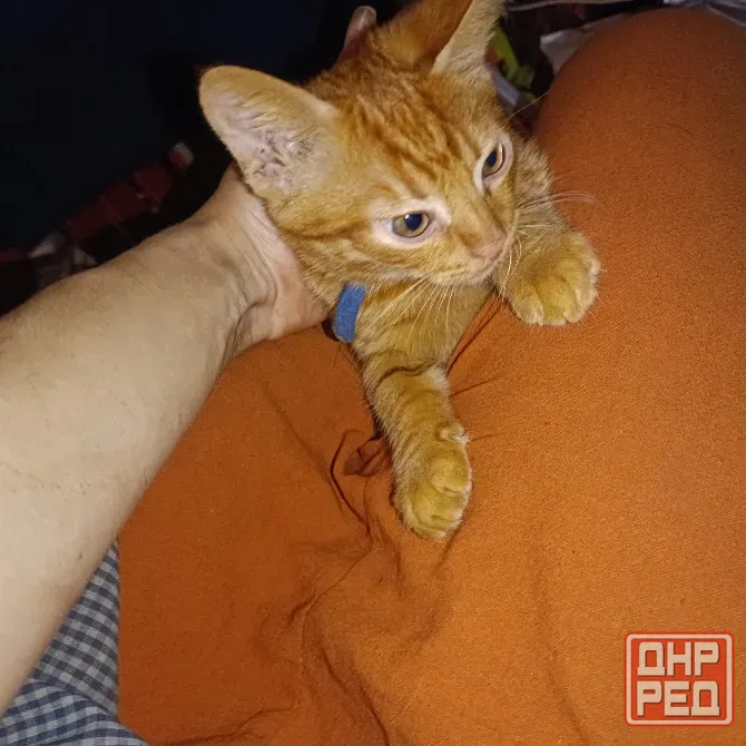 Рыжие котята Донецк - изображение 1