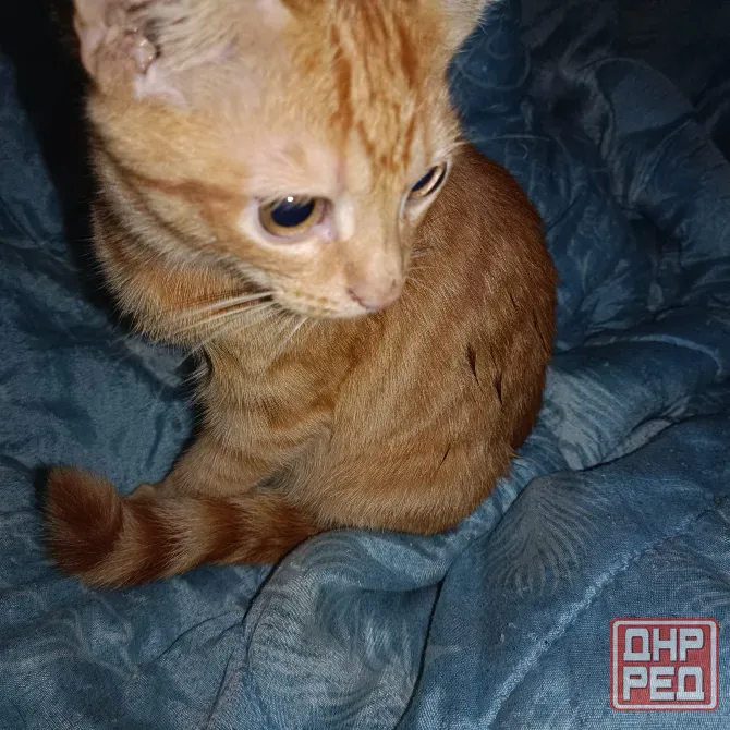 Рыжие котята Донецк - изображение 2
