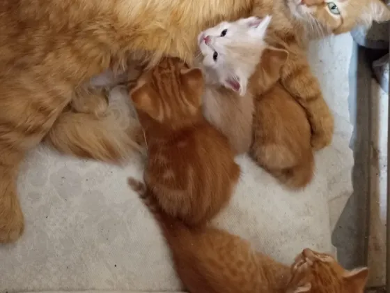 Отдам котят в хорошие руки Донецк