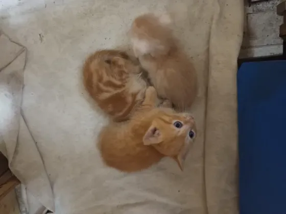 Отдам котят в хорошие руки Донецк