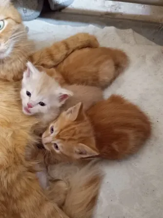 Отдам котят в хорошие руки Донецк