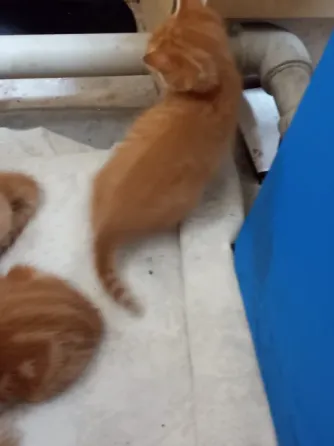 Отдам котят в хорошие руки Донецк