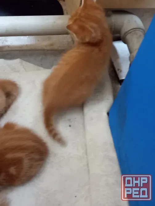 Отдам котят в хорошие руки Донецк - изображение 3