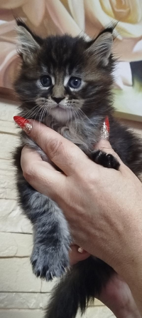 Продам котят Мейн Кун Донецк