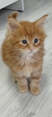Продам котят Мейн Кун Донецк