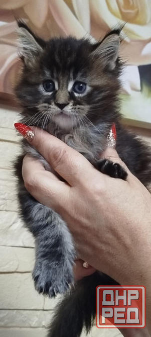 Продам котят Мейн Кун Донецк - изображение 2