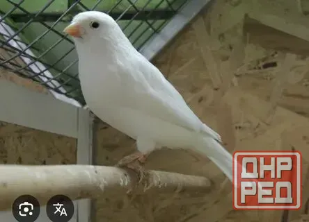 Канарейки разных расцветок. Донецк - изображение 3