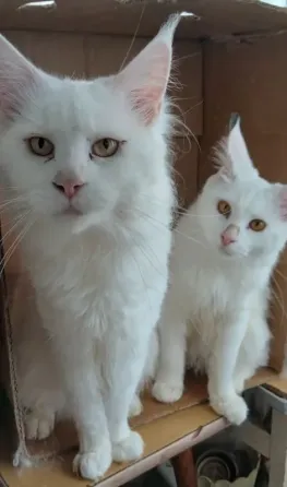 Котята мейн кун белоснежные Донецк