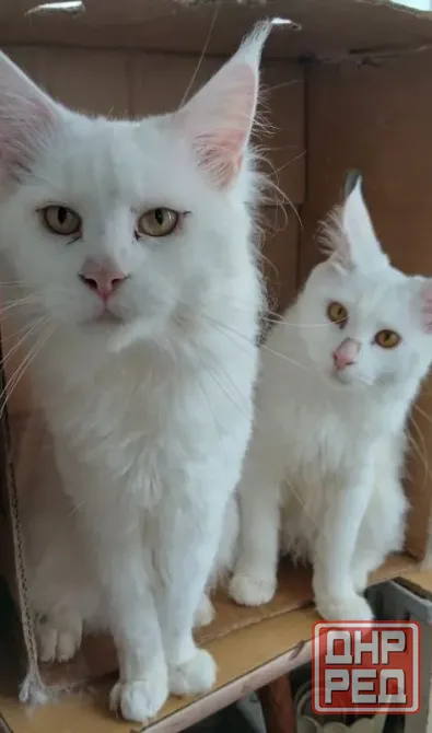 Котята мейн кун белоснежные Донецк - изображение 1