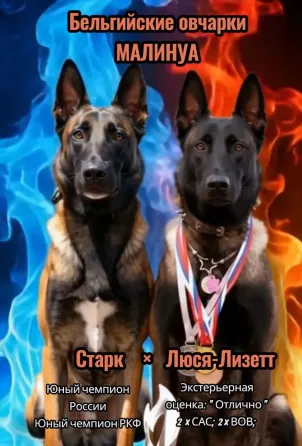 Щенки Бельгийской овчарки Мариуполь