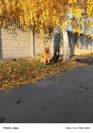 Щенки немецкой овчарки Донецк