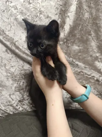 Котята бесплатно Макеевка