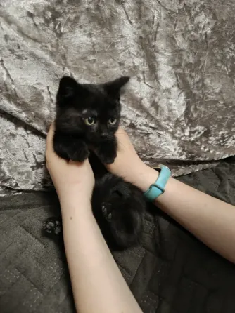 Котята бесплатно Макеевка