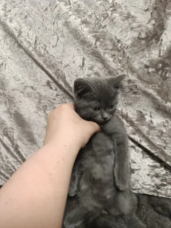 Котята бесплатно Макеевка