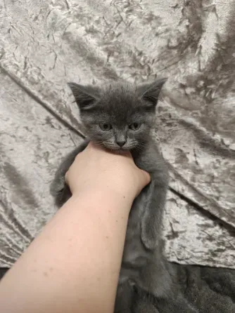 Котята бесплатно Макеевка