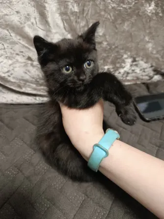 Котята бесплатно Макеевка
