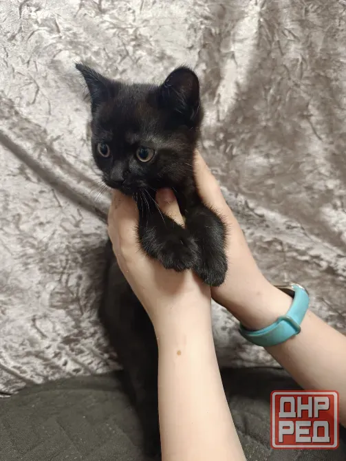 Котята бесплатно Макеевка - изображение 3