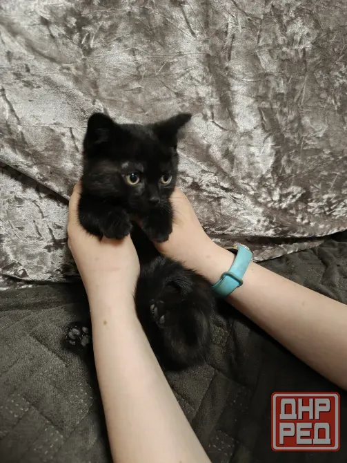 Котята бесплатно Макеевка - изображение 4