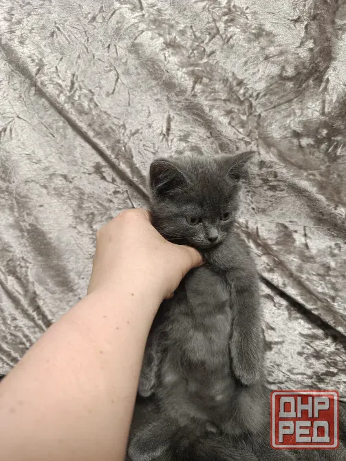 Котята бесплатно Макеевка - изображение 2