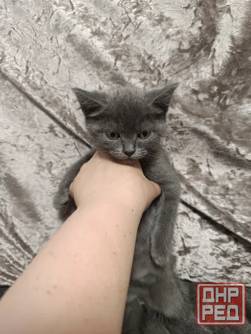 Котята бесплатно Макеевка - изображение 1
