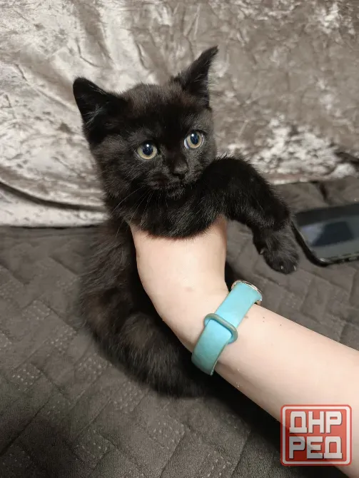 Котята бесплатно Макеевка - изображение 5