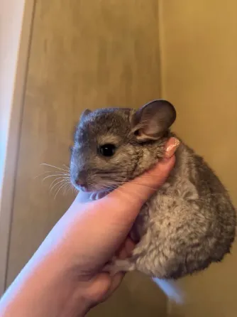 Шиншила Донецк