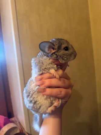 Шиншила Донецк
