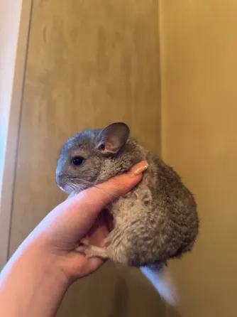 Шиншила Донецк