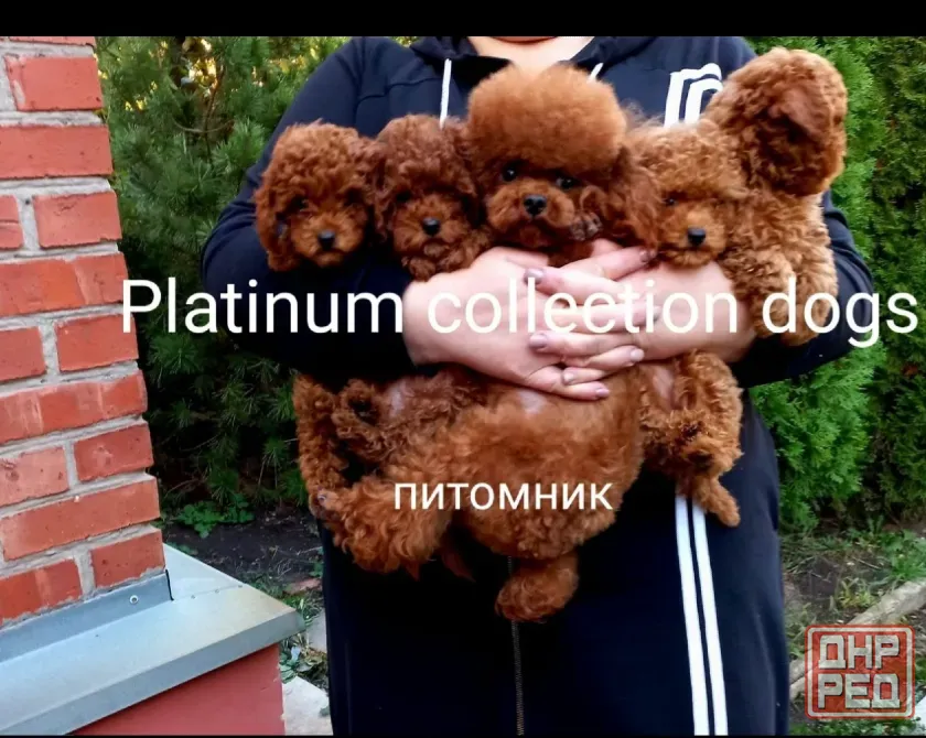 Щенки той пуделя Донецк - изображение 1
