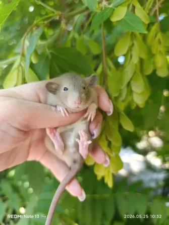 Мальчики и девочки Дамбо Донецк